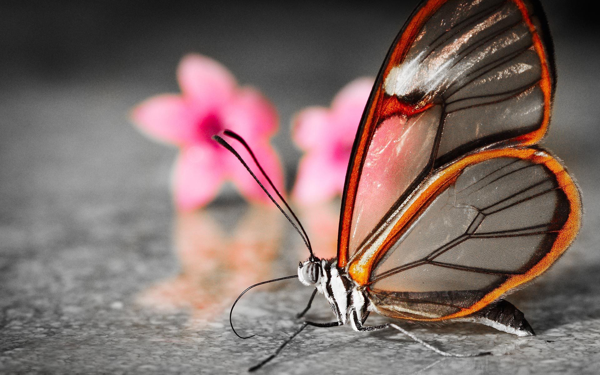 mobile desktop background butterfly wallpaper free download