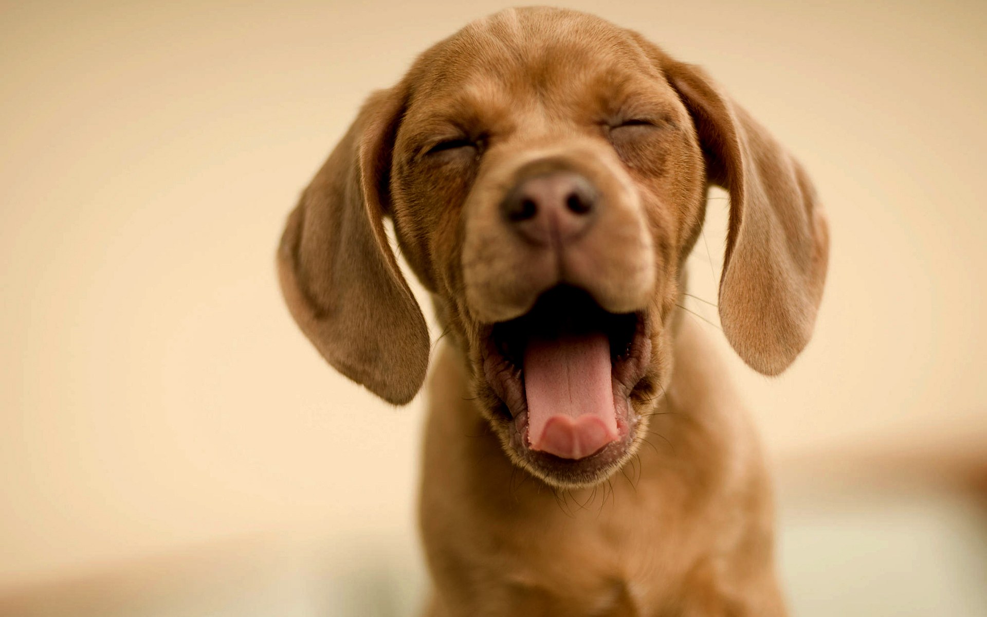 mobile desktop background cat dog funny pictures download