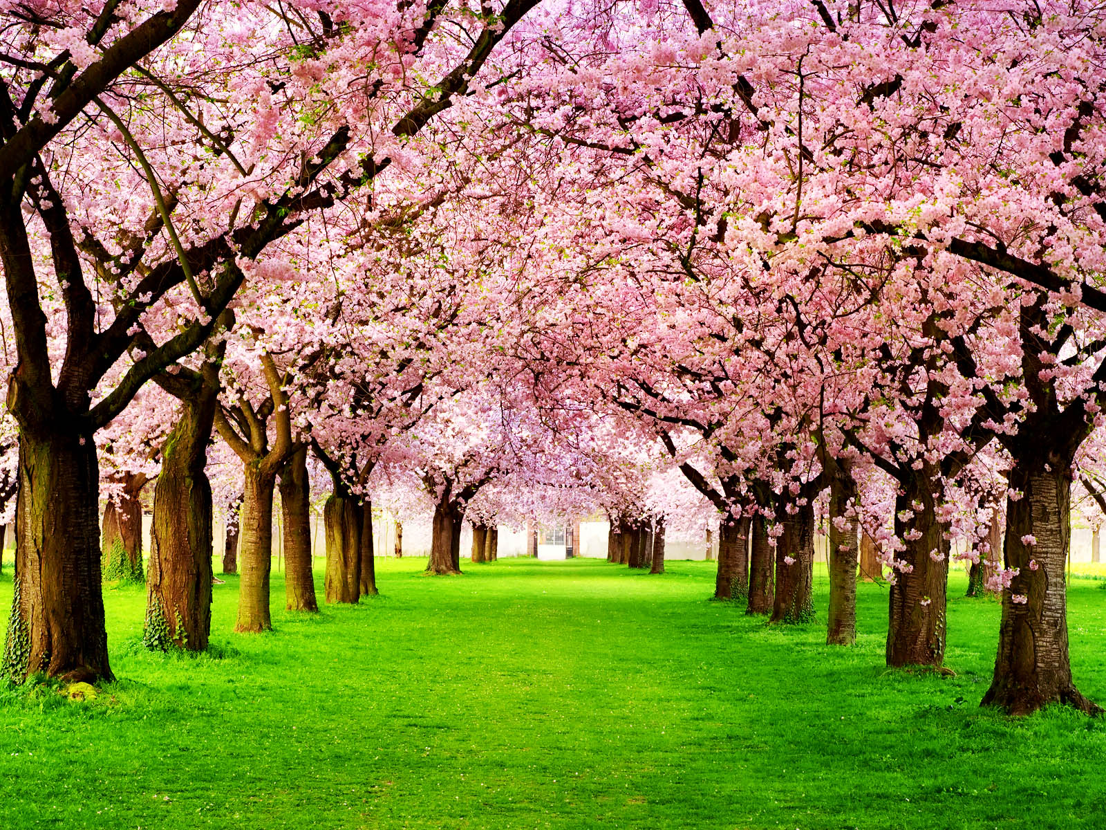 mobile desktop background cherry tree images free download
