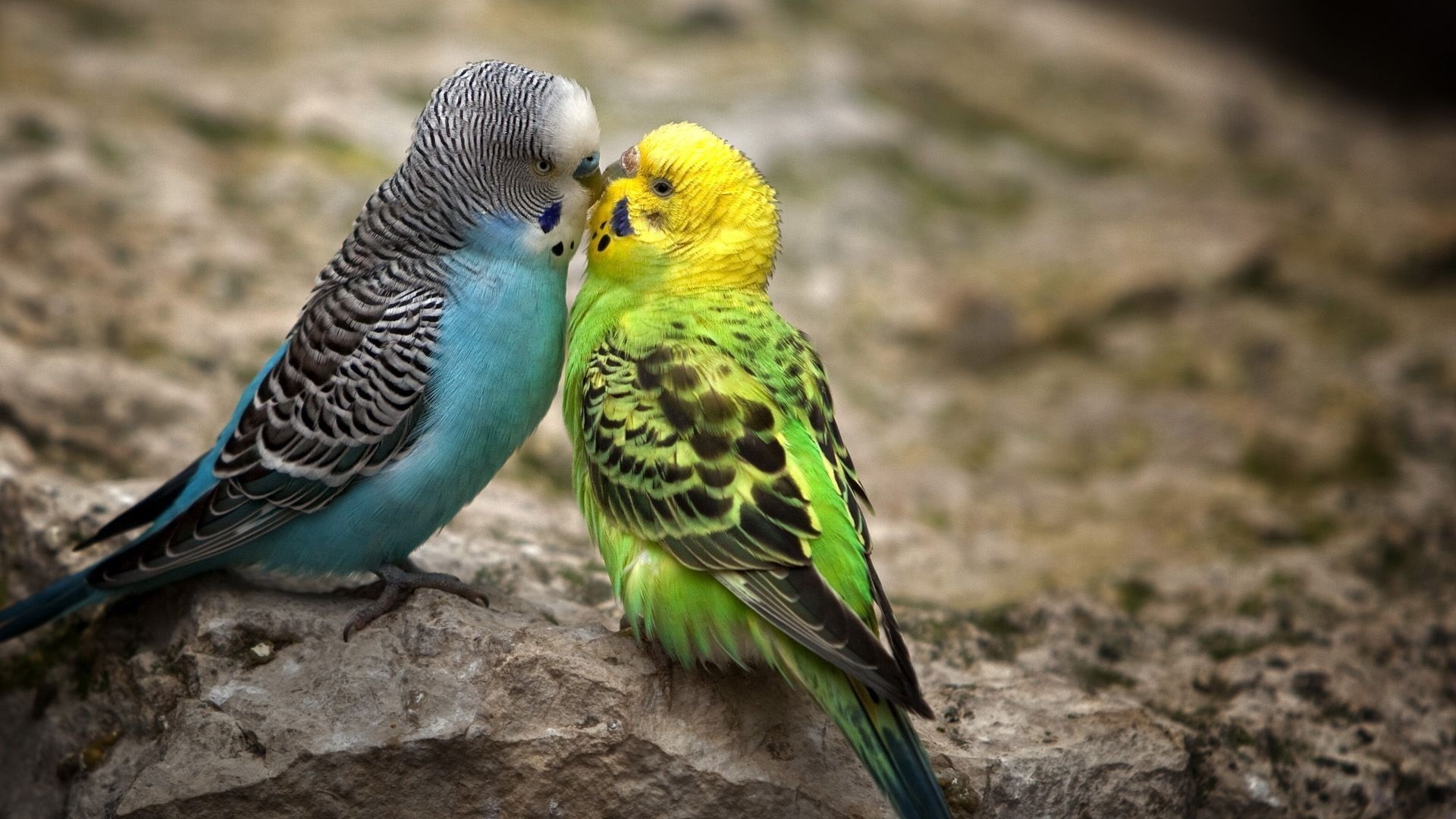 mobile desktop background colorful bird pics wallpaper