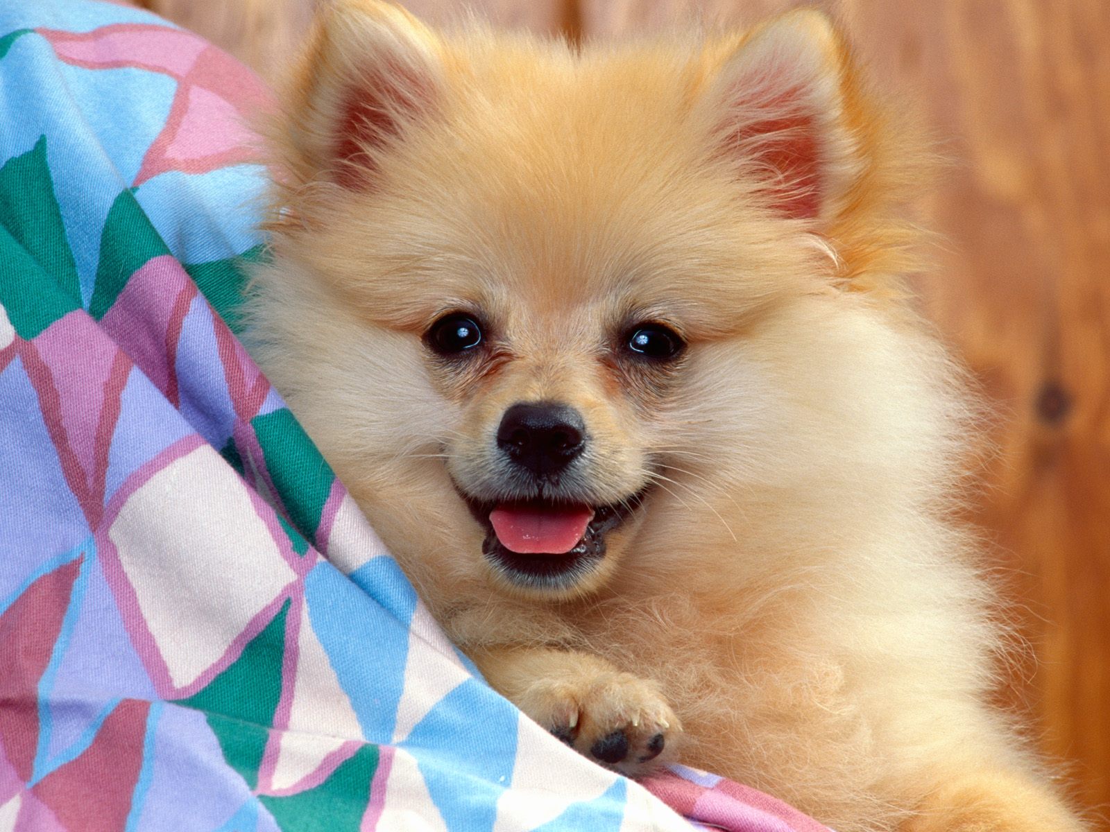mobile desktop background cutest dog pictures ever download