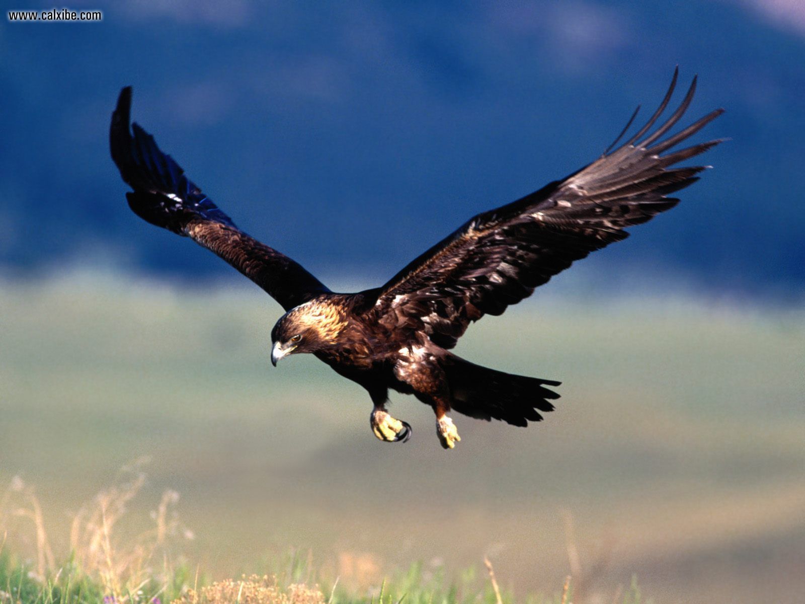 Mobile Desktop Background Golden Eagles Pictures