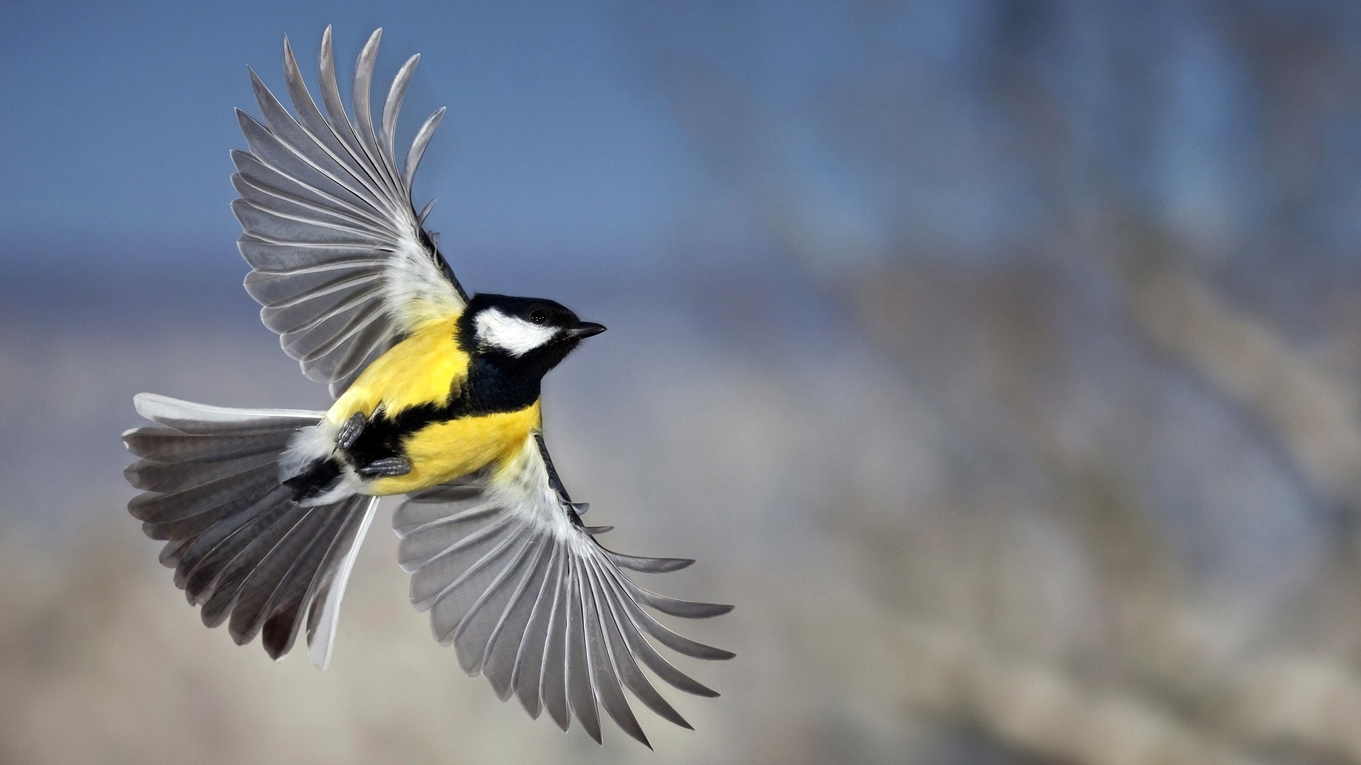 Mobile Desktop Background Hd Bird Photos