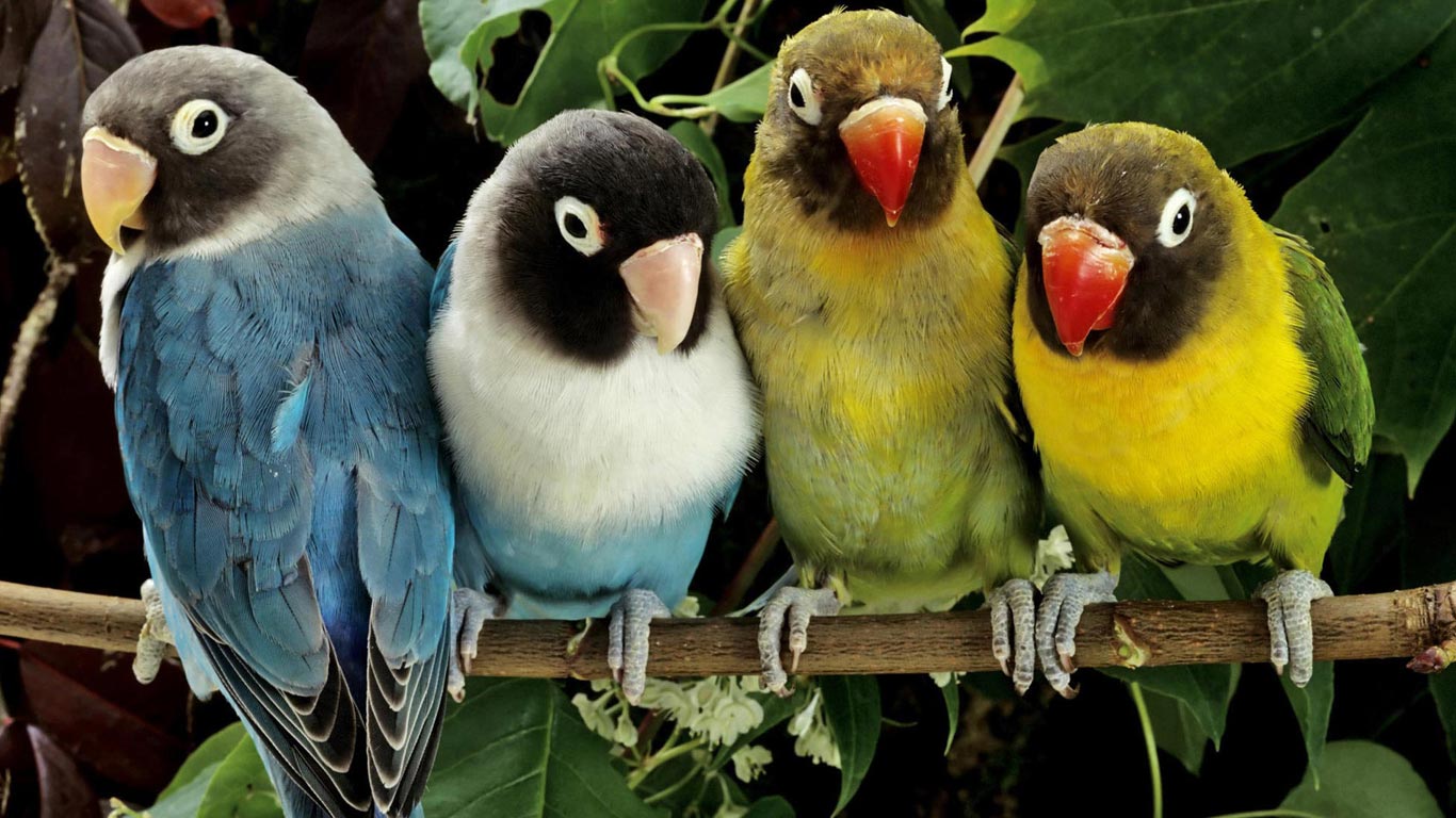 mobile desktop background hd colorful parrot wallpaper