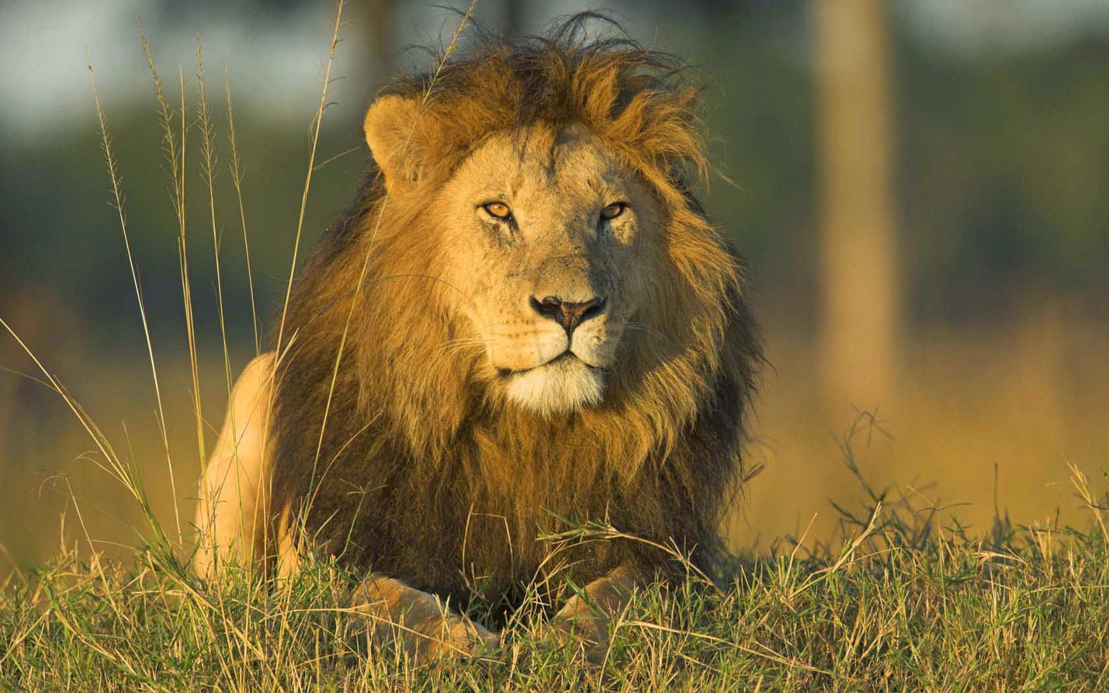 african lion wallpapers download
