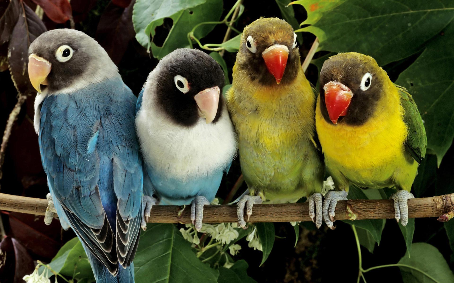 all parrots pictures download