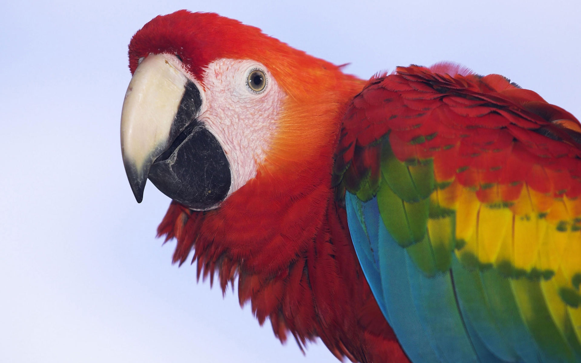 australian bird red parrot wallpapers desktop download