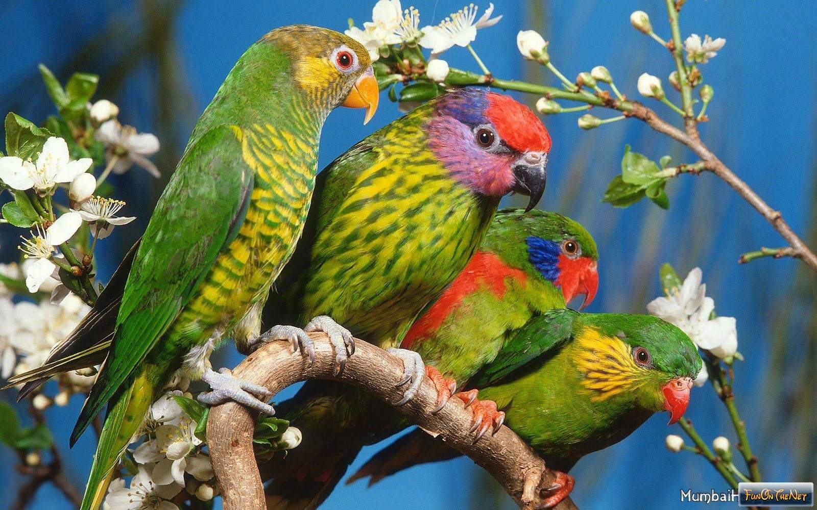 beautiful attractive parrots desktop backgrounds pics
