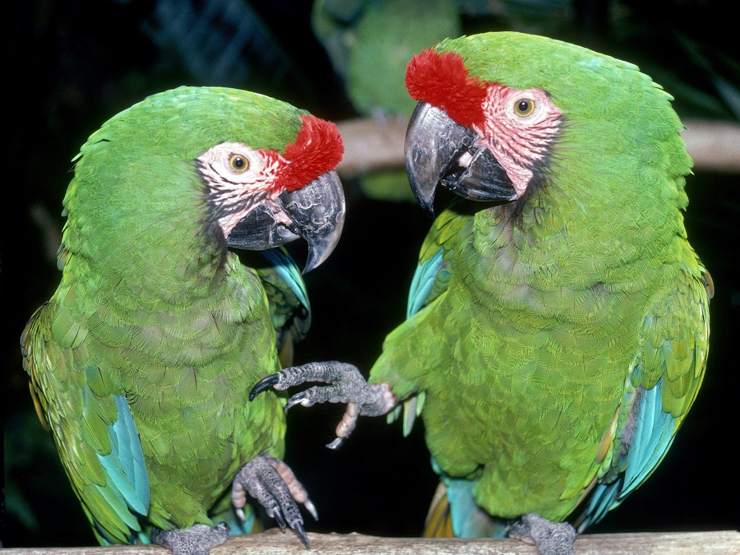 beautiful green parrots loving birds hd wallpaper