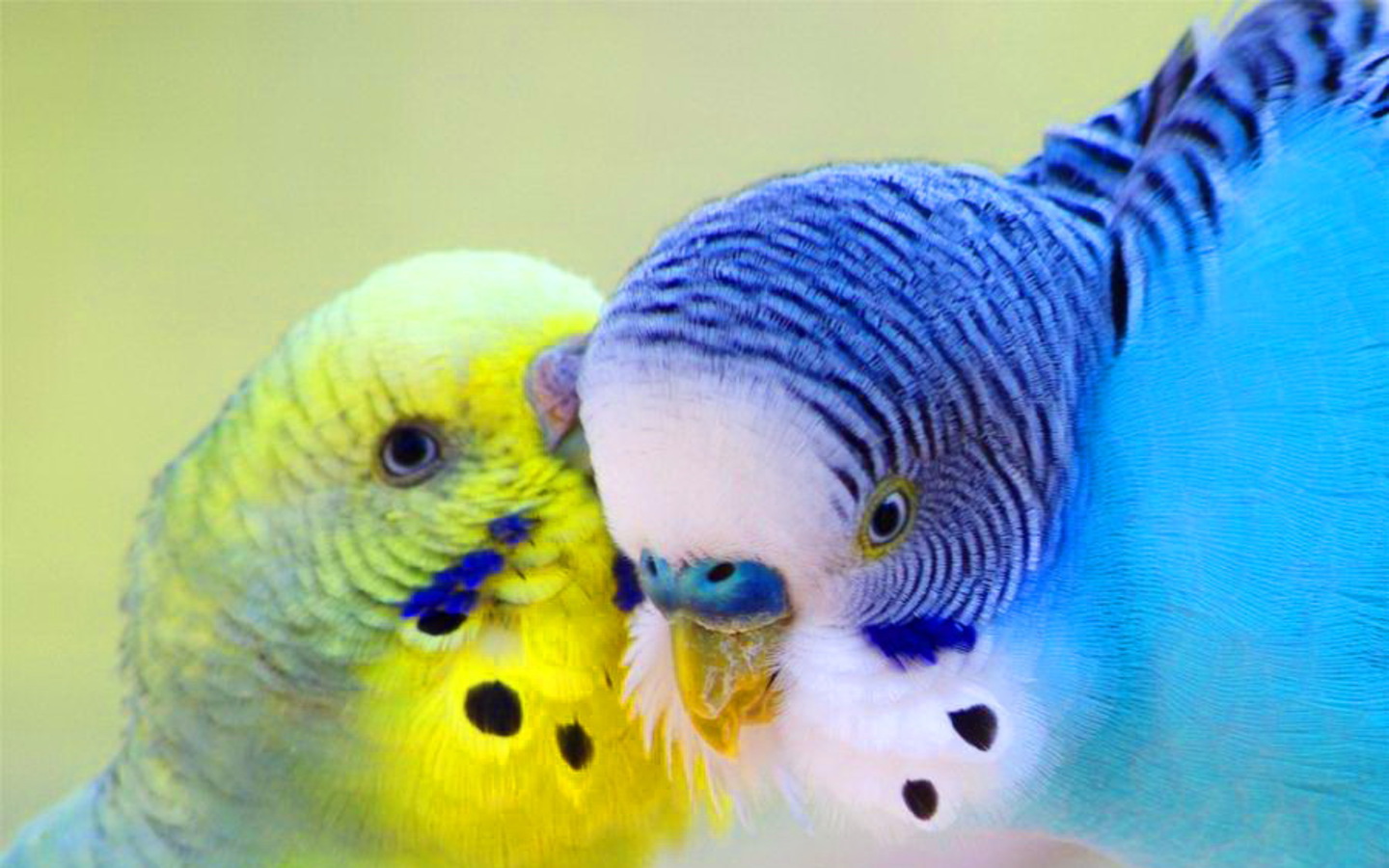 colorful cute parrots loving full hd wallpaper