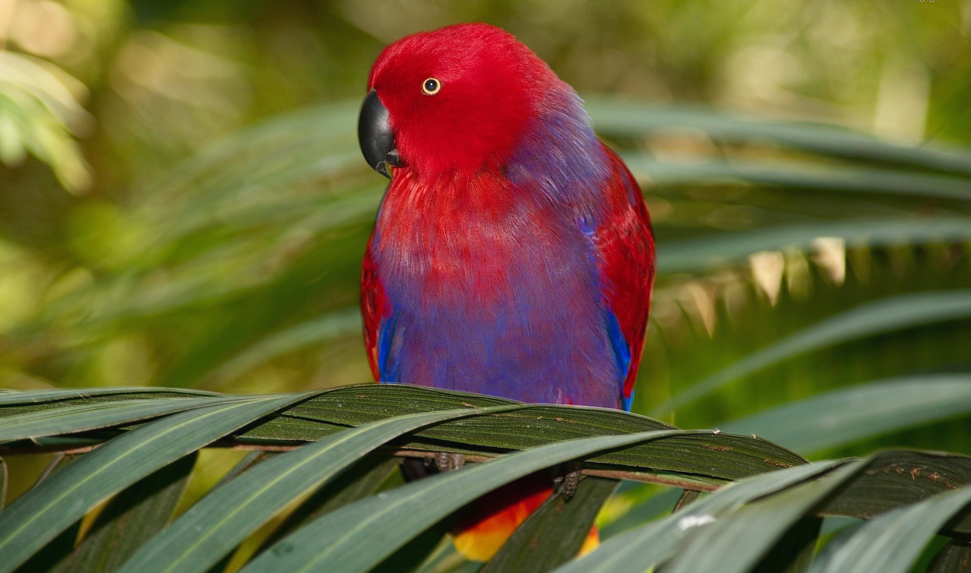 colourful parrot images download