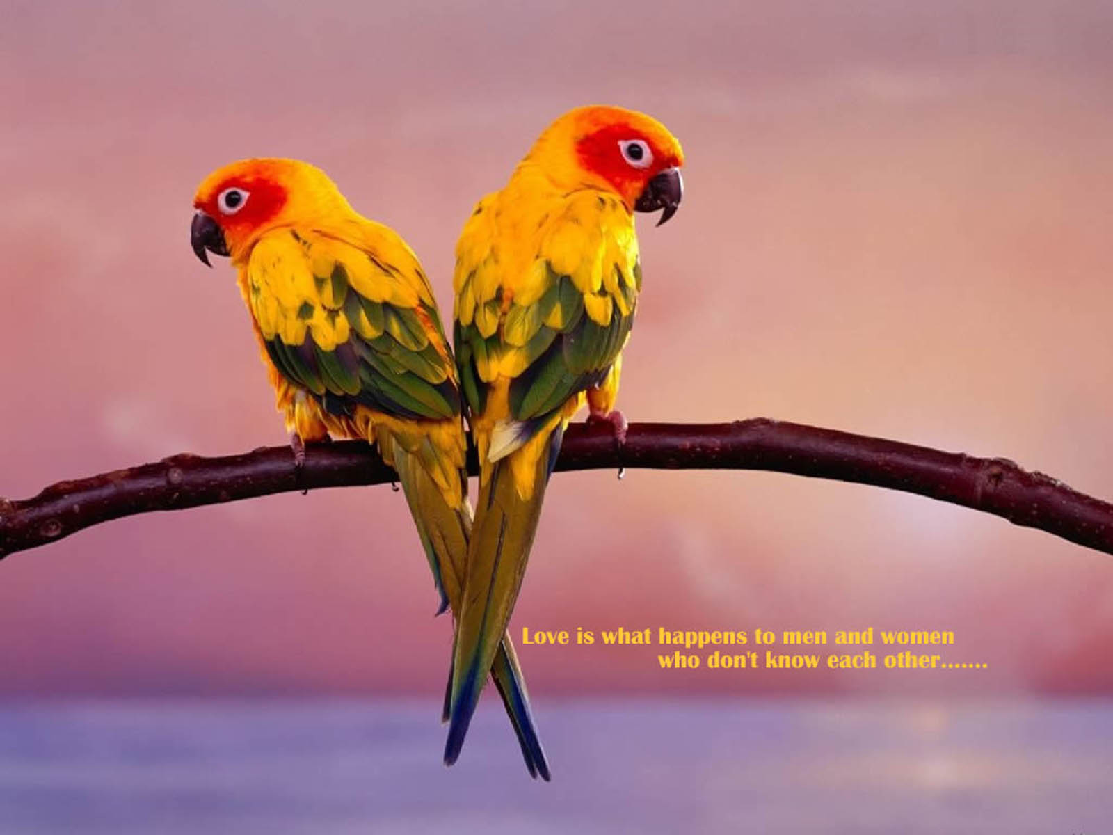 fantastic loving colorful parrots wallpaper