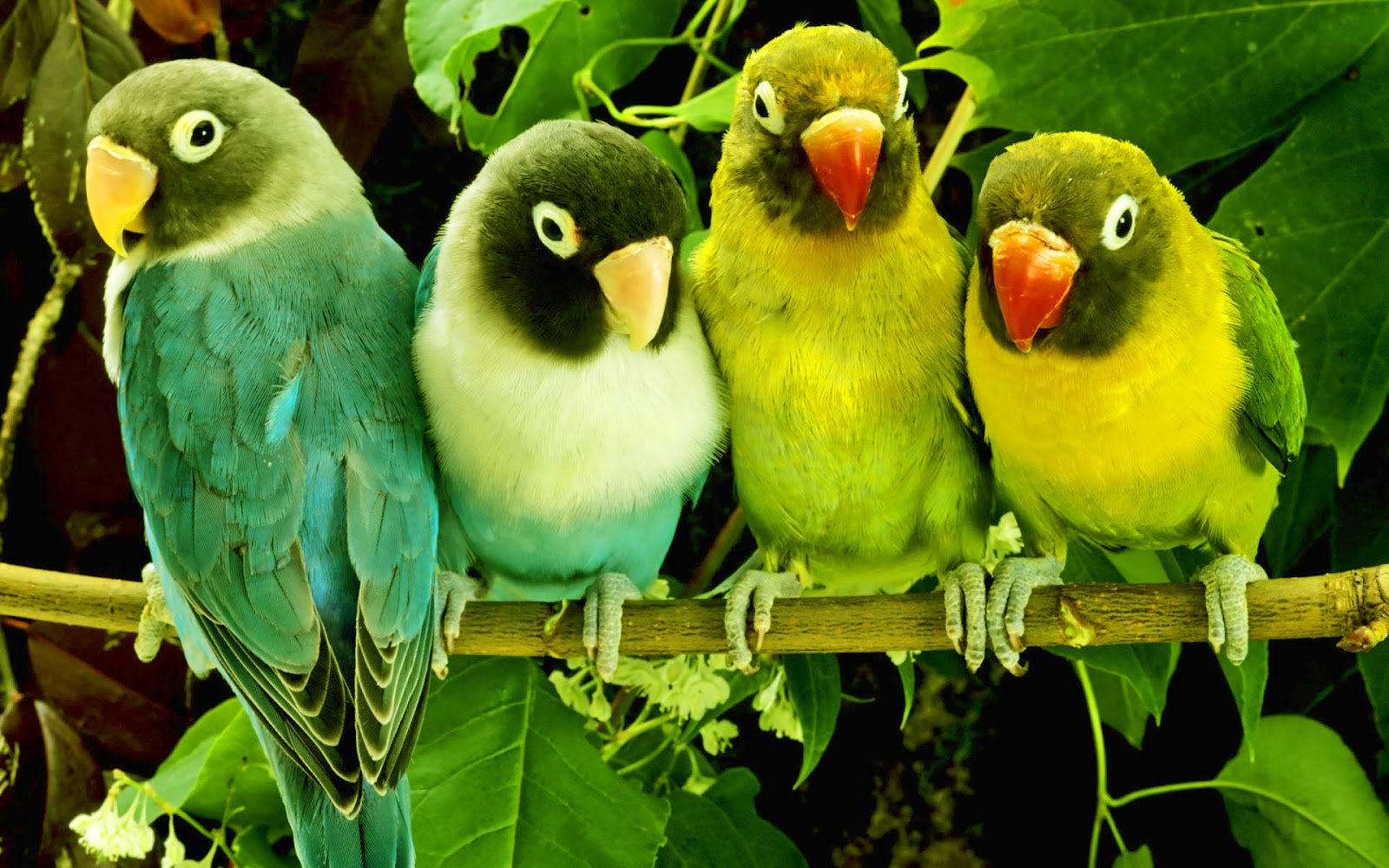 love birds parrot sitting on tree most beautiful hd wallpaper