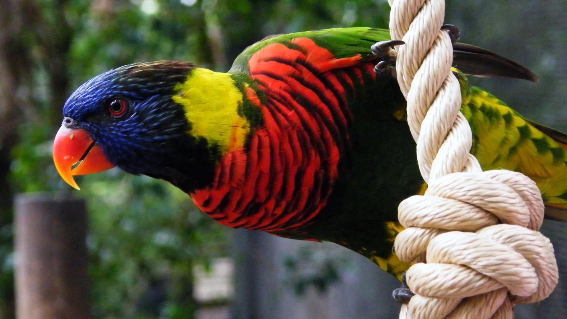 red macaw parrot beautiful pics download
