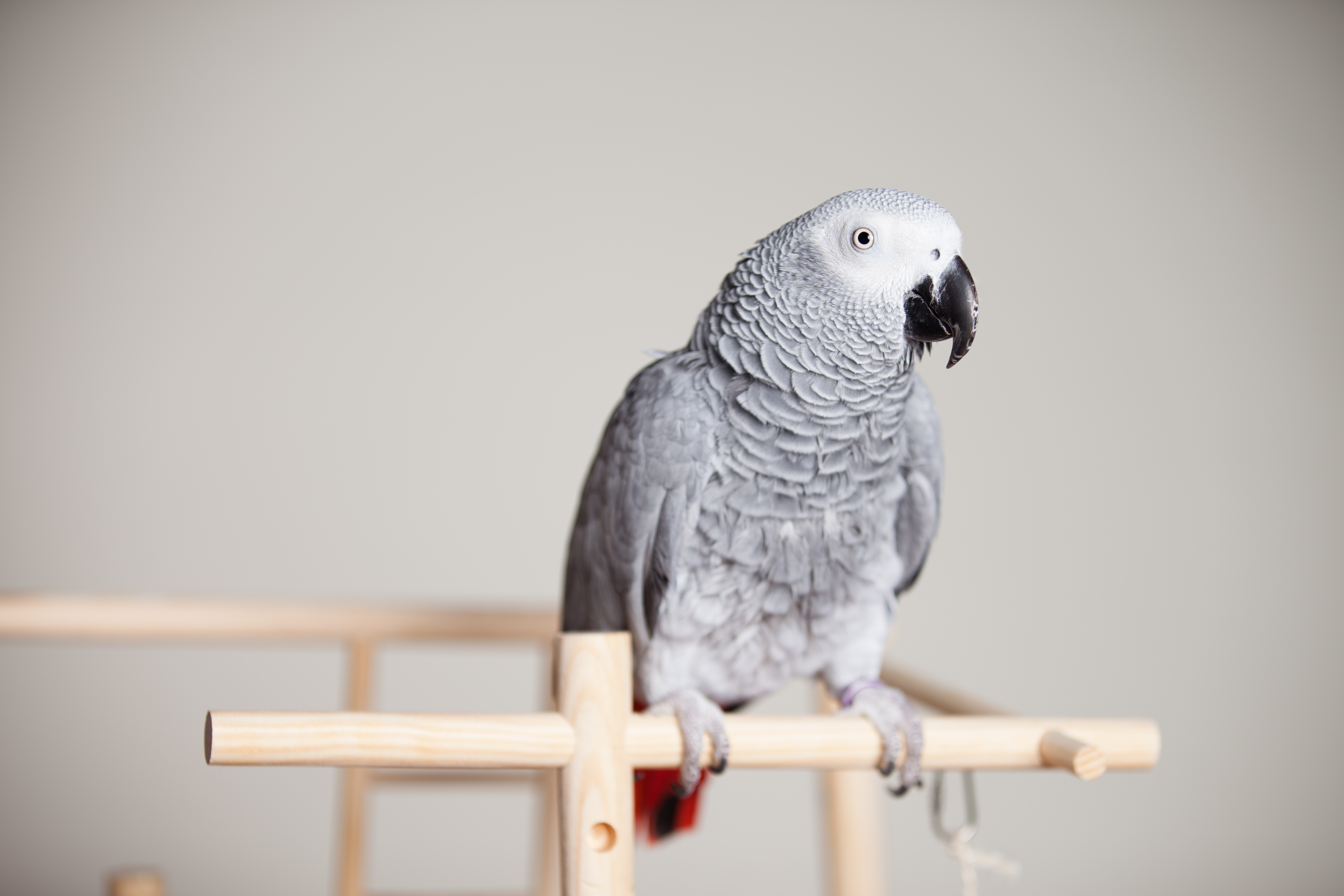 wonderful african grey parrot wallpaper download