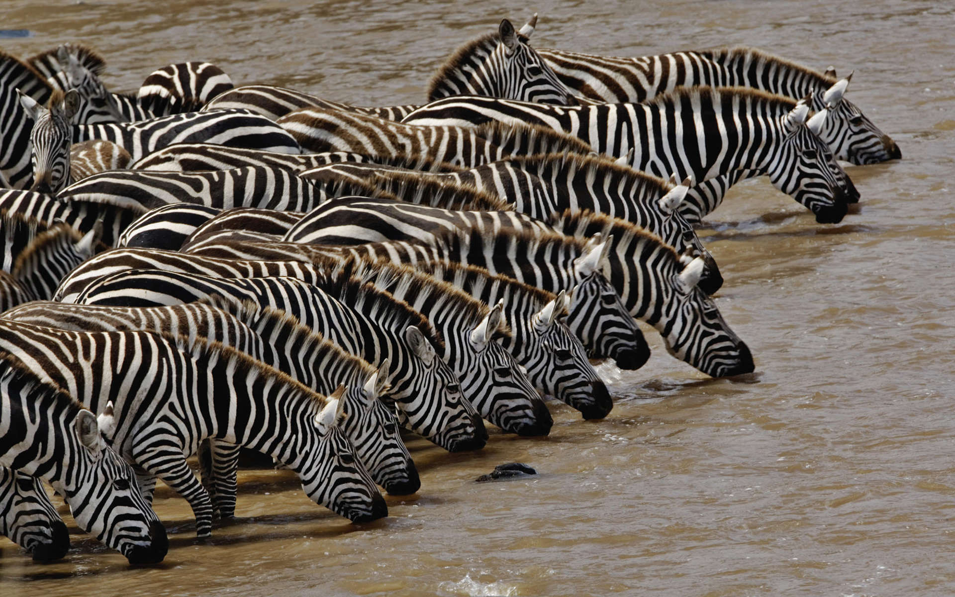 beautiful animal zebras drinking water hd wallpaper